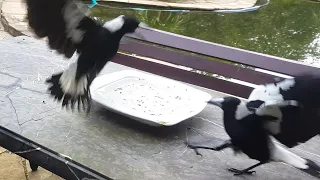 Absolute Aussie Bird Chaos - Part 8 - One last treat for my favourite magpie?