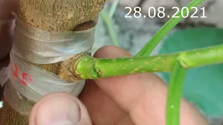 A mulberry graft with one month later results