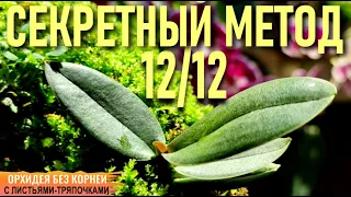 ❗️МОЙ СЕКРЕТНЫЙ МЕТОД ВОССТАНОВЛЕНИЯ ОРХИДЕЙ МЕТОД 12/12 И ОРХИДЕЯ БЕЗ КОРНЕЙ С ЛИСТЬЯМИ-ТРЯПОЧКАМИ!