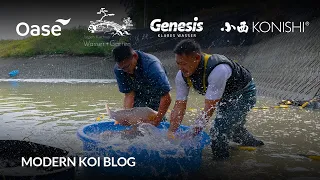 Modern Koi Blog #6239 - Live aus Japan: Ikeage Maeda   Best of Nisai Mujimono