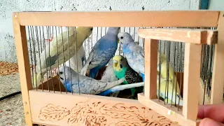 Содержания волнистых попугаев ,обзор подходящего помещение для попугаев .