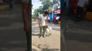 Dog asking for food #puppy #puppies #dogs #puppydog #cutepets #cutedog #777charlie #shorts #viral