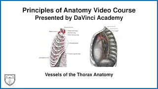 Vessels of the Thorax Anatomy [Thorax Anatomy 11 of 16]