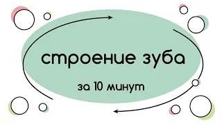 BioFamily: Строение зуба за 10 минут