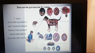 Мониторинг токсокароза кошек и собак. Роль мышевидных грызунов в распространении инвазии.