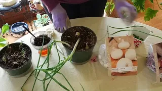 Easy Way to Grow Green Onions Indoors