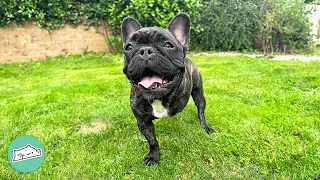 Frenchie Dog Learns To Run On All Threes. Family Can't Believe It | Cuddle Buddies