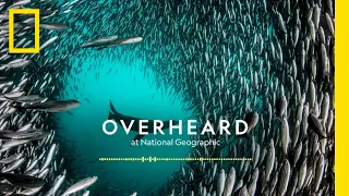 Exploring Pristine Seas | Podcast | Overheard at National Geographic