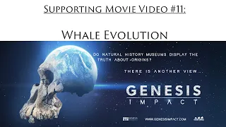 Whale Evolution