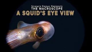 A Squid's Eye View