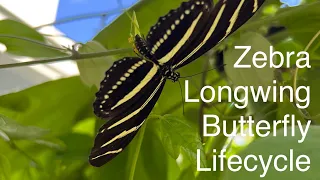 Butterfly Files: Zebra Longwing