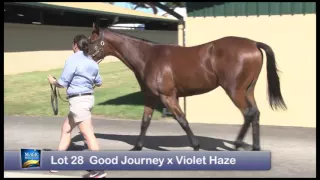 2016 Magic Millions Adelaide Yearling Sale Preview