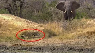 Leopard Hunting An Impala Doesn't Notice The Elephant Coming Up Behind It