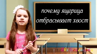 ЕваПочемучка - почему ящерица отбрасывает хвост