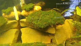 Land Moss in Aquarium Update