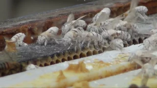 Honey Bee Hive Inspection, What to expect when you are Visited by a State Inspector, BeeWeaver Bees.