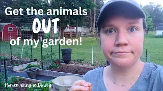 June GARDEN update • feeling frustrated