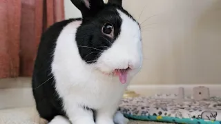 Rabbit Pranks Human!