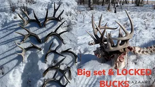 Shed Hunting, Big Sheds & Locked Bucks!!!