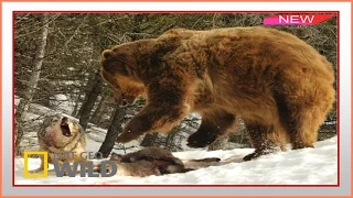 Documentary National Geographic Wolves vs Grizzly Bears Brutal War BBC Documentary Wildlife Animals