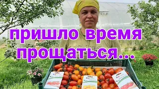 Обзор теплицы с томатами!!! Сбор урожая...