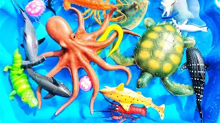 Learn sea animal names & facts for babies toddlers kindergarteners kids