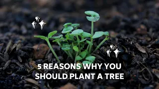 5 REASONS Why You SHOULD Plant A Tree