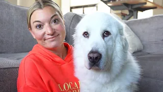 What It's Like Owning a Great Pyrenees