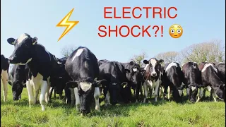 CALVES first ever ELECTRIC SHOCK training for turn out