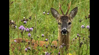 Roe Deer - The British Mammal Guide