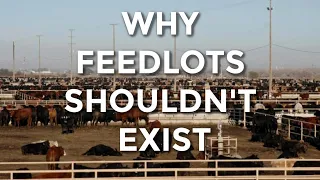 WHY FEEDLOTS SHOULDN'T EXIST