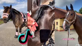 The Cutest HORSES TikTok Compilation 2022 #64