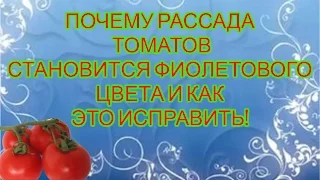 ЛИСТЬЯ ТОМАТОВ СТАЛИ ФИОЛЕТОВЫМИ. КАК ЭТО ИСПРАВИТЬ.