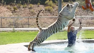 Tiger Splash: Keepers Swim And Play With Fully Grown Big Cats