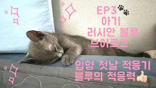 EP3 🐈‍⬛러시안블루 입양 첫날ㆍ집에 도착했어요🐾