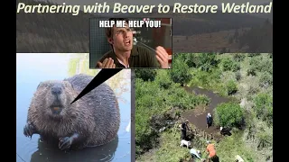 Partnering with Beaver to Restore Wetland