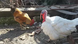 [FIGHT] Broiler Turkey VS Roster - Who is win?