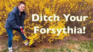 BETTER Shrubs for BIRDS + POLLINATORS! — (Ditch Your Forsythia!)