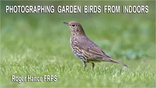 Photographing Garden Birds from Indoors using the Olympus EM1 MkIII