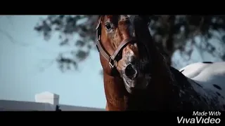 I'm Still Here - Equestrian Music Video