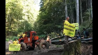 В Румынии лесорубы побили журналистов и эколога, снимавших фильм о вырубке леса.