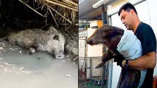 The story of the rescue of a wild boar. The boar needed help.