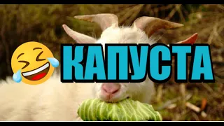 КАПУСТА ИЛИ КАК БЫТЬ БОБЛУ В ГОСТИ ЕЗДИЛИ  🐐 🐐 🐐 🐐 🐐 🐐 ​