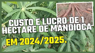 CUSTO E LUCRO DE 1 HECTARE DE MANDIOCA/MACAXEIRA EM 2024/2025.