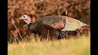 Wild Turkey with Nikon 500mm f5.6 PF.