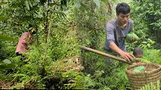 Harvest papaya to sell and cook