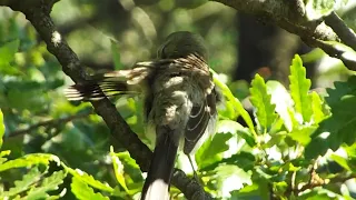 Birds of Summer | Central Park Bird Watching