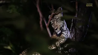 Immersion dans la jungle au ZooParc de Beauval