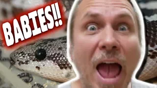 LIVE BIRTH SNAKE BABIES!!! **SAND BOAS** | BRIAN BARCZYK