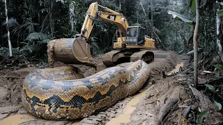 Incredible Footage of the Largest Anaconda Ever Caught on Camera, 33 Ft Long | Facts About Anacondas